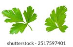 Fresh parsley leaf isolated. Set of Parsley leaf  on white. Cilantro leaves, green parsley Collection. Flat lay. Package design element 
