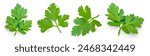 Fresh parsley leaf. Set of  Parsley leaf isolated on white. Cilantro leaves, green parsley Collection. Flat lay. Pattern