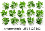 Fresh parsley leaf. Set of Parsley leaf isolated on white. Cilantro leaves, green parsley Collection. Flat lay. Pattern