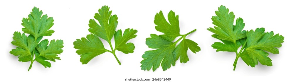 Fresh parsley leaf. Set of  Parsley leaf isolated on white. Cilantro leaves, green parsley Collection. Flat lay. Pattern - Powered by Shutterstock