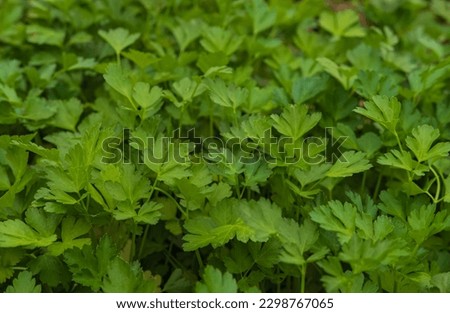 Fresh parsley leaves growing in the garden. Flat-leaved Parsley Petroselinum crispum. Green background of parsley leaves, top view close-up, Soft focus of home grown Flat leaved Parsley