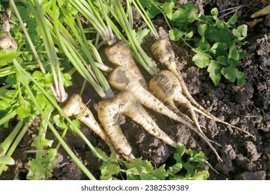 Fresh parsnip roots . Parsnip harvest on an organic farm. - Powered by Shutterstock