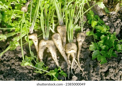 Fresh parsnip roots . Parsnip harvest on an organic farm. - Powered by Shutterstock