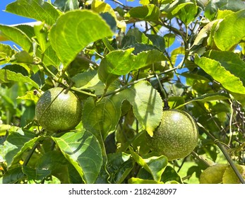 Fresh Passion Friut Hanging On A Tree.