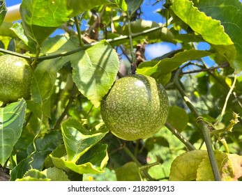 Fresh Passion Friut Hanging On A Tree.