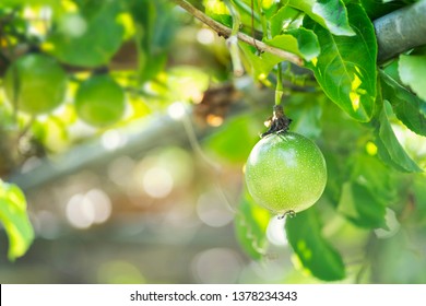 Fresh Passion Fruit And Organic Passionfruit Plant On Tree.