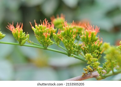 Fresh Pastinaca Sativa Wild Parsnip