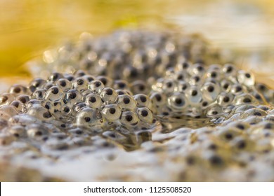 Frogspawn Images, Stock Photos & Vectors | Shutterstock