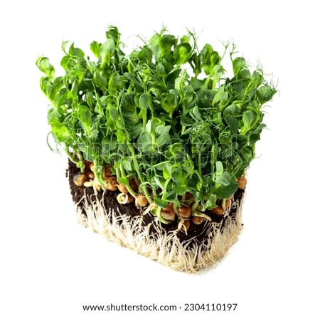Fresh pea microgreen sprouts isolated on a white background. Healthy food.