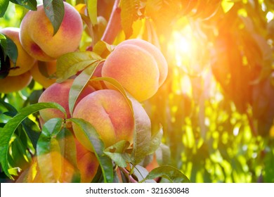 Fresh peach tree