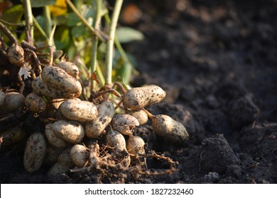fresh-peanuts-plants-roots-260nw-1827232460.jpg
