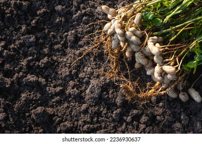Fresh peanuts plants with roots