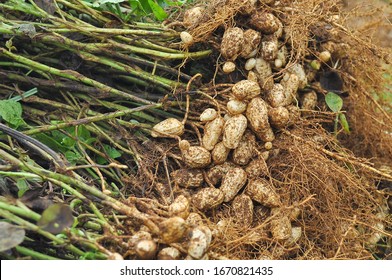 Fresh Peanuts Plants Roots Peanuts Arachis Stock Photo 1670821435 ...