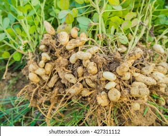 Fresh Peanuts Plants With Roots, Peanut