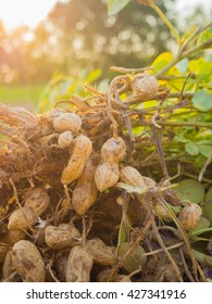 Fresh Peanuts Plants With Roots, Peanut, Raw Food