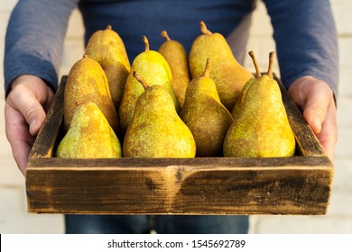 Fresh pears in male hands. Juicy flavorful pears in box, basket. Organic fruit for food or pear juice. Healthy food. Pear harvest.