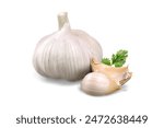 Fresh Peeled Garlic Bulb and Cloves with Cilantro Fresh Garlic Cloves with Loose Skin on White Background A peeled garlic bulb, ready to be used in cooking