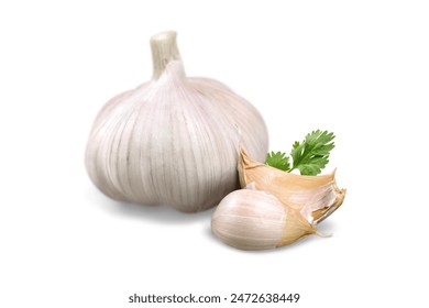 Fresh Peeled Garlic Bulb and Cloves with Cilantro Fresh Garlic Cloves with Loose Skin on White Background A peeled garlic bulb, ready to be used in cooking