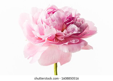 Hand Painted Watercolor Peonies Watercolor Vector Stock Vector (Royalty ...