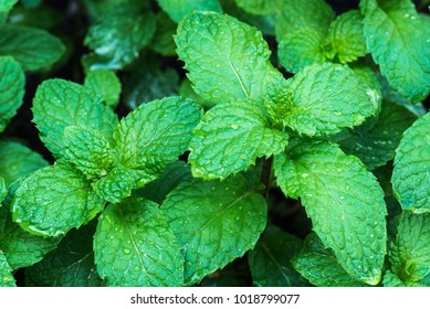 Fresh peppermin close up