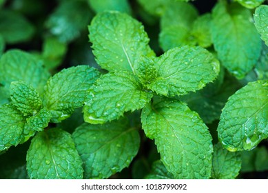 Fresh peppermin close up