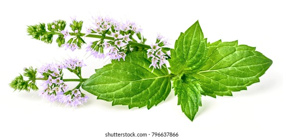 16,263 Peppermint Flower Images, Stock Photos & Vectors | Shutterstock