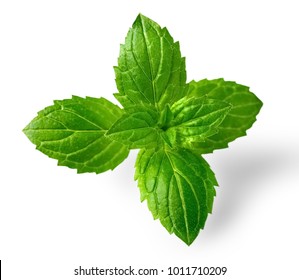 Fresh Peppermint Leaves Isolated On White