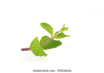 Fresh  Peppermint Leaves Isolated On White Background.