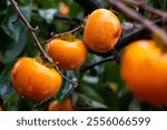 Fresh persimmons with raindrops on persimmon tree