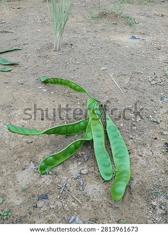 Fresh petai, ready to complement delicious dishes