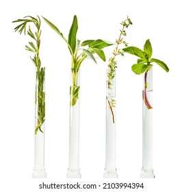 Fresh Picked Green Herbs In Test Tubes With Water. Bouquet Of Four Species Of Plants. Isolated On A White Background.