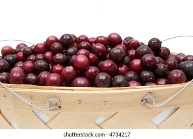 Fresh Picked Muscadine Grapes In A Basket On A White Background.