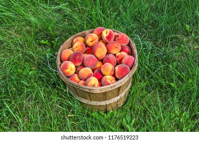 How much is a bushel of peaches