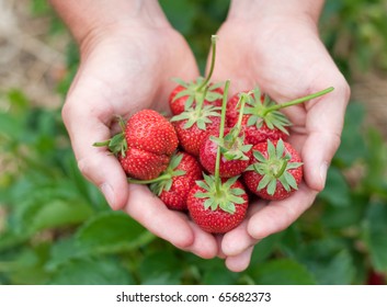 Fresh picked strawberries held over strawberry plants - Powered by Shutterstock