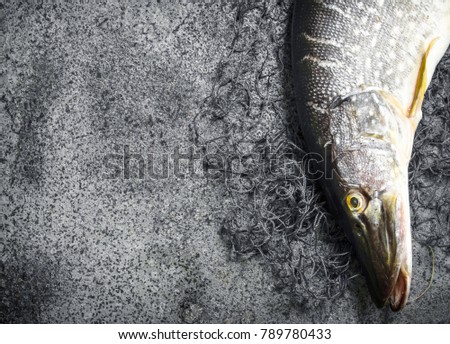 Fresh pike with a fishing net. On a rustic background.