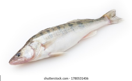 Fresh Pike Perch Isolated On White Background