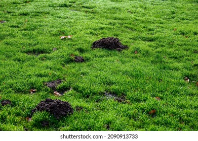 539 Mole pile Images, Stock Photos & Vectors | Shutterstock