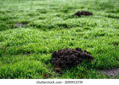 539 Mole pile Images, Stock Photos & Vectors | Shutterstock