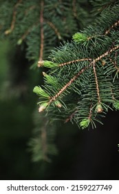 Fresh pine or chirstmas tree