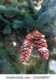 Fresh Pine Cones With White Sap