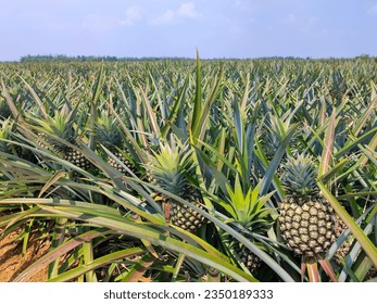 fresh pineapple fruit fields are ready to be harvested
