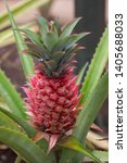 A fresh pineapple at the plant
