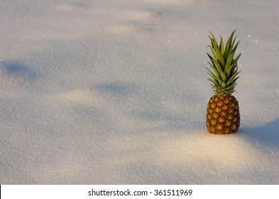 Fresh pineapple standing on the snow in the winter