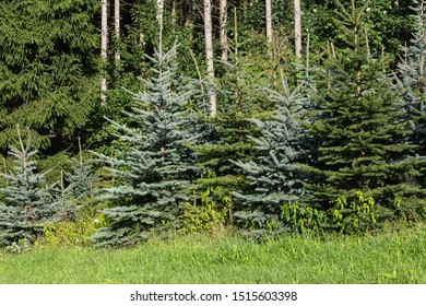 Fresh Pinetree In South Germany