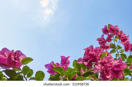 Fresh Pink Bougainvillea On Blue Sky - Shutterstock ID 515958730