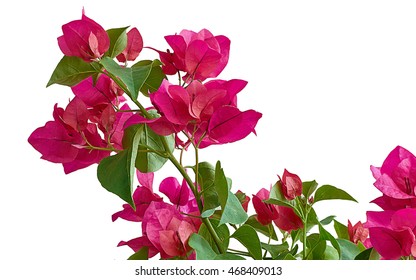 43,583 Bougainvilleas white background Images, Stock Photos & Vectors ...