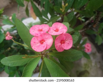 Fresh Pink Euphorbia Flower In Pot