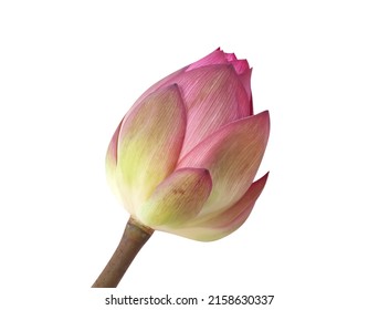  Fresh pink lotus lily bud or Nelumbo nucifera (Sacred lotus) isolated on white background , macro - Powered by Shutterstock