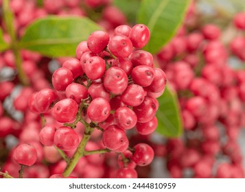 Fresh pink peppercorns on branch with green leaves close-up. - Powered by Shutterstock