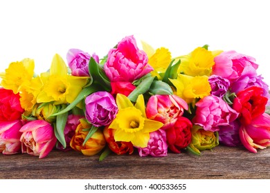 fresh pink, purple and red  tulips and daffodils border on wood  isolated on white background